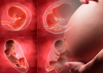 Incluir aborto en constitución Francesa equivale al derecho a suprimir una vida, asegura el Vaticano