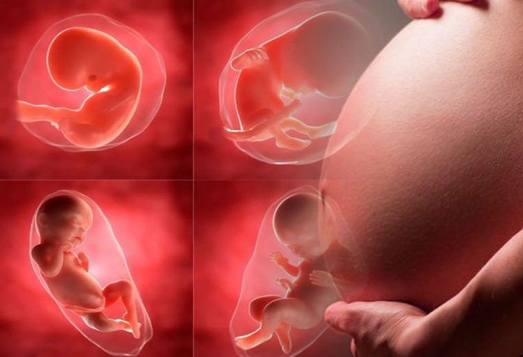 Incluir aborto en constitución Francesa equivale al derecho a suprimir una vida, asegura el Vaticano