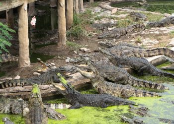 Decenas de cocodrilos escapan de una granja tras fuertes lluvias en China