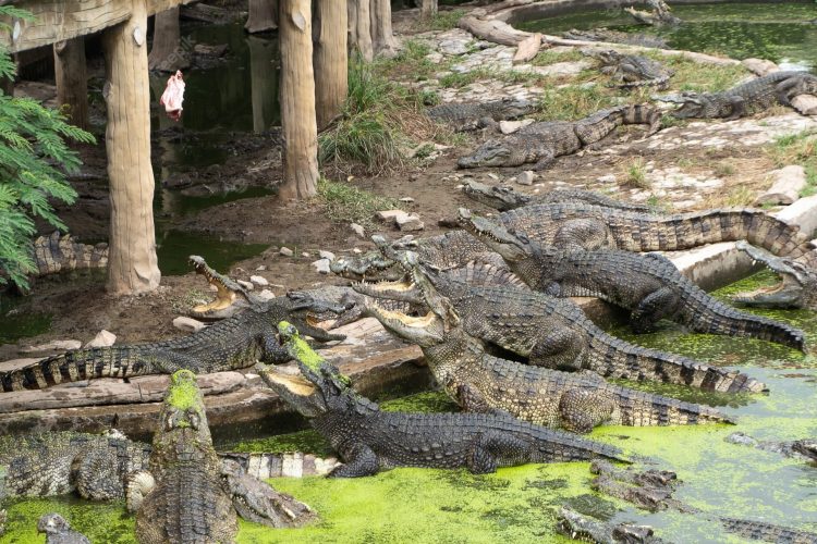 Decenas de cocodrilos escapan de una granja tras fuertes lluvias en China