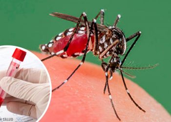 OMS eleva a alto el riesgo de expansión global del dengue