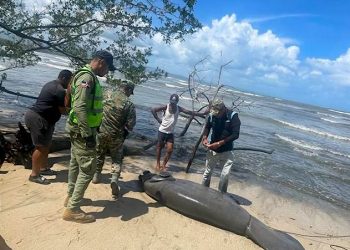 Medio Ambiente investiga causa de muerte de un manatí en Playa Los Botes, de La Isabela