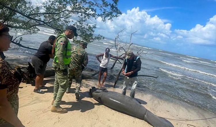 Medio Ambiente investiga causa de muerte de un manatí en Playa Los Botes, de La Isabela
