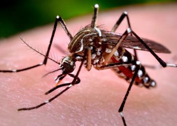 Salud Pública registra más de 5,000 casos probables de dengue en lo que va de año