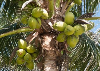 Estados Unidos recibe primeros contenedores de cocos de agua desde RD