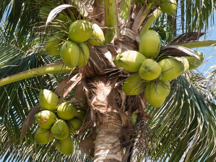 Estados Unidos recibe primeros contenedores de cocos de agua desde RD