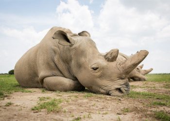 Liberarán más de 2,000 rinocerontes blancos en cautividad en Sudáfrica