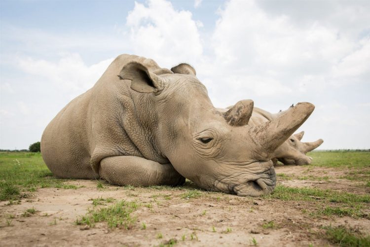 Liberarán más de 2,000 rinocerontes blancos en cautividad en Sudáfrica