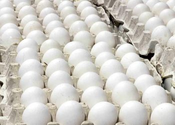 Inespre anuncia venta de cartón de huevos producidos en Dajabón a 100 pesos