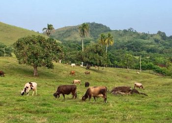Senado aprueba ley que penaliza el robo de ganado en el país