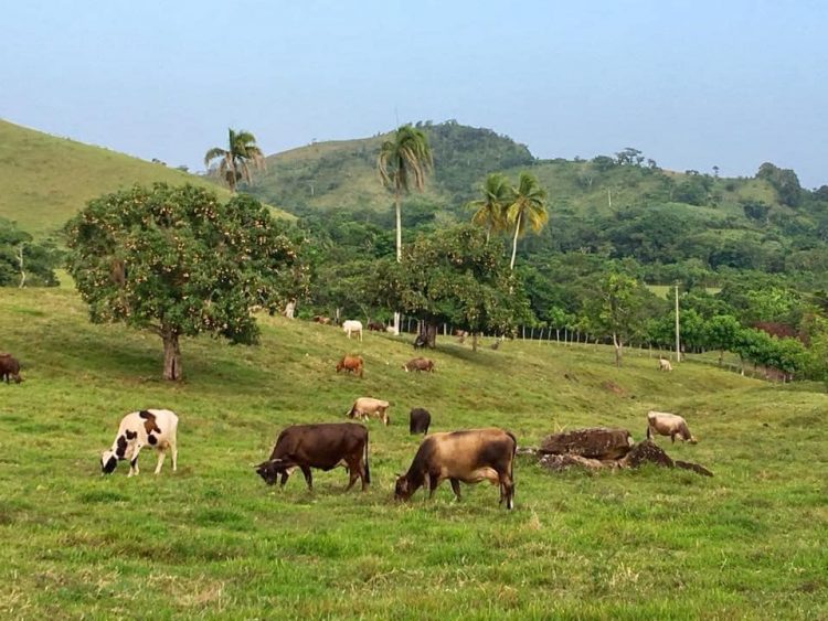Senado aprueba ley que penaliza el robo de ganado en el país