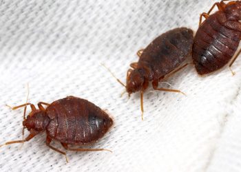 Gobierno francés asegura que no hay casos confirmados de chinches en metros o trenes