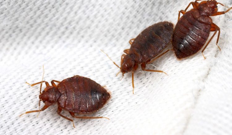 Gobierno francés asegura que no hay casos confirmados de chinches en metros o trenes