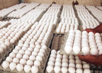 República Dominicana produce unos 350 millones de huevos al mes
