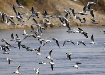 Bandada de gaviotas obliga a cerrar aeropuerto de Venecia durante una hora