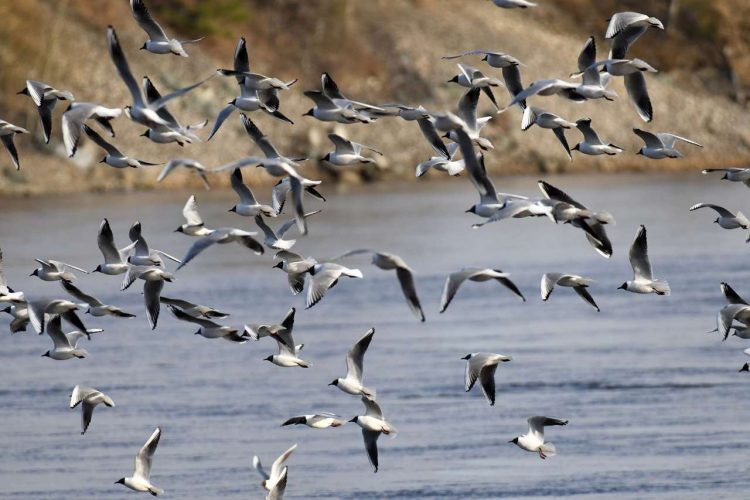 Bandada de gaviotas obliga a cerrar aeropuerto de Venecia durante una hora