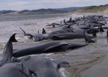 Mueren más de 30 ballenas piloto tras quedar varadas en una playa de Australia