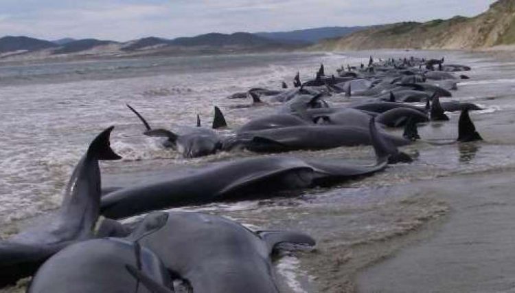 Mueren más de 30 ballenas piloto tras quedar varadas en una playa de Australia