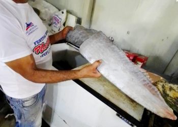 Cortan en pedazos y reparten el pez remo encontrado en playa de Montecristi