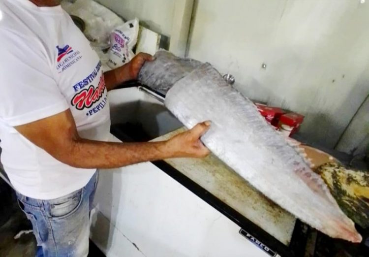 Cortan en pedazos y reparten el pez remo encontrado en playa de Montecristi