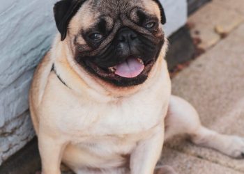 Científicos crean perros autistas para avanzar en el estudio del trastorno