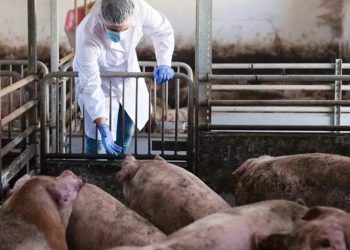 Detectan en Reino Unido el primer caso de gripe porcina en un humano