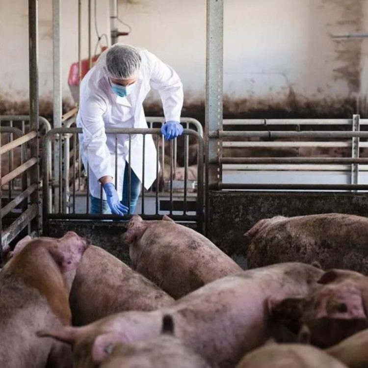 Detectan en Reino Unido el primer caso de gripe porcina en un humano