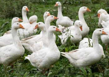 Sacrifican 7,400 gansos en Hungría tras detectar un nuevo foco de gripe aviar