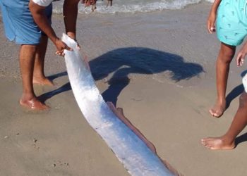 Un pez que “pronostica terremotos” aparece en playa de Montecristi