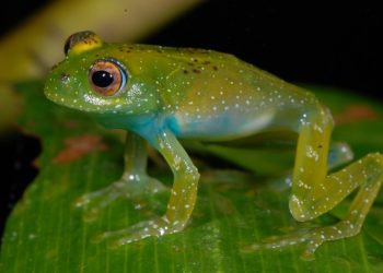 El color de sapos y ranas sirve para contrarrestar el camuflaje ambiental y patógenos