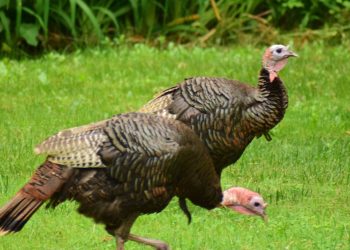 Hungría sacrifica más de 26,000 pavos debido a un brote de gripe aviar