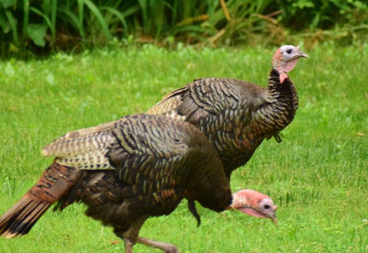 Hungría sacrifica más de 26,000 pavos debido a un brote de gripe aviar