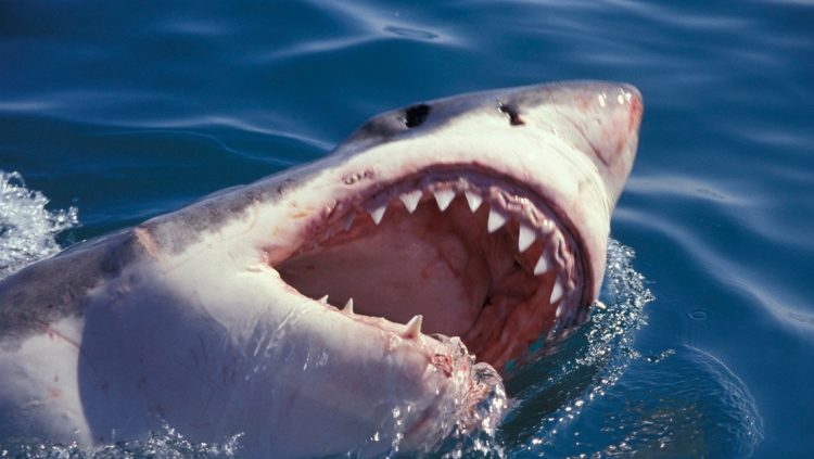 Muere turista tras ser atacada por un tiburón en una playa de Bahamas