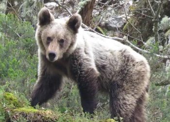 Un oso ataca a varios migrantes que ingresaron ilegalmente a Croacia por peligroso monte