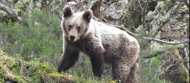 Un oso ataca a varios migrantes que ingresaron ilegalmente a Croacia por peligroso monte