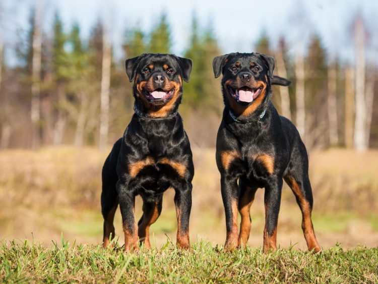 Cinco perros rottweiler matan a su dueño en Nicaragua tras no reconocerlo