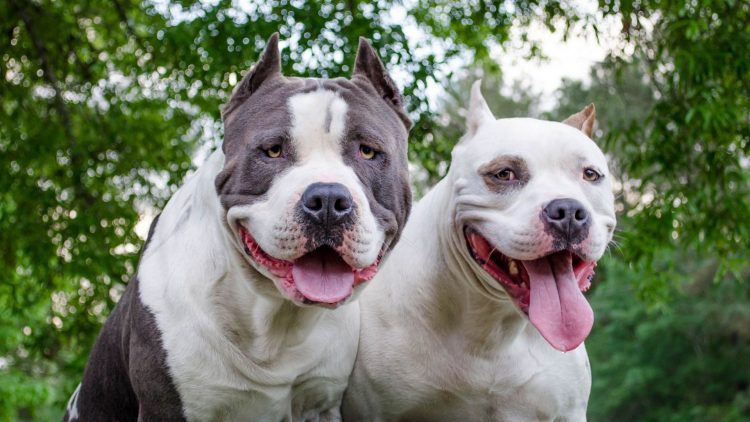 Dos perros pitbull matan a una doctora en Nicaragua