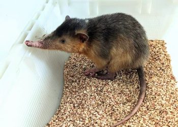 Medio Ambiente libera solenodonte en el Monumento Natural Saltos de la Damajagua