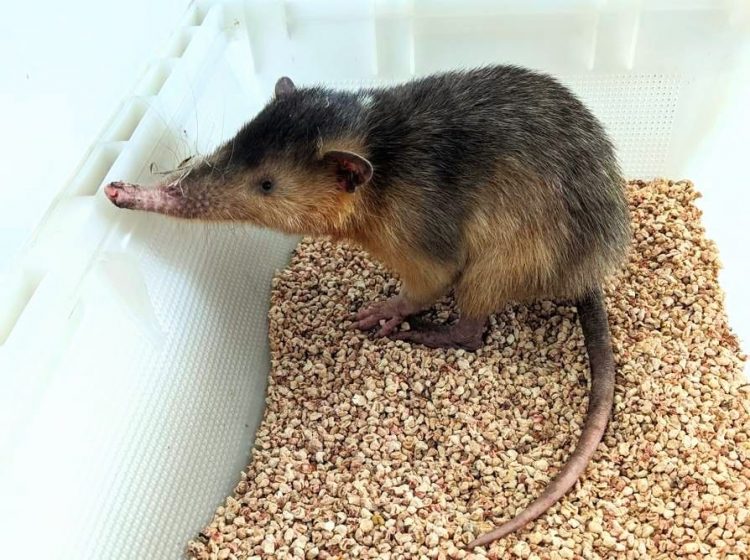 Medio Ambiente libera solenodonte en el Monumento Natural Saltos de la Damajagua