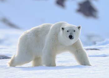 Registran en Alaska la primera muerte de un oso polar por gripe aviar