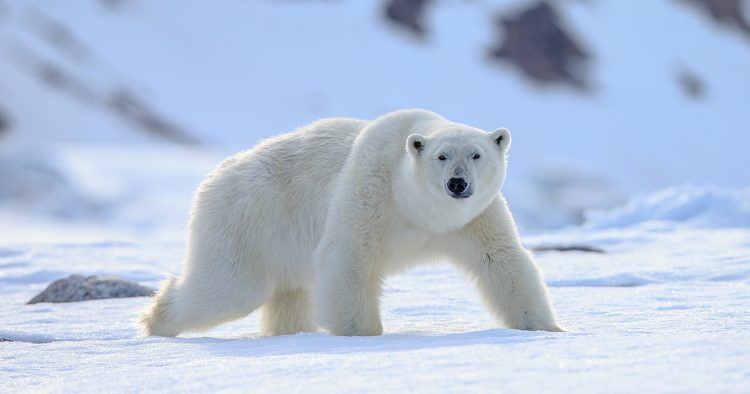 Registran en Alaska la primera muerte de un oso polar por gripe aviar