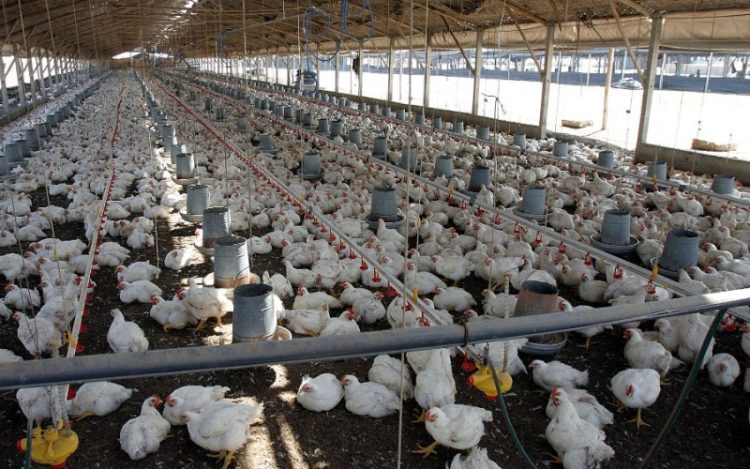 Filipinas extiende prohibición a Japón en importación de aves por brotes de gripe aviar