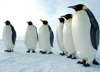Descubren cuatro colonias desconocidas de pingüinos emperador en la Antártida