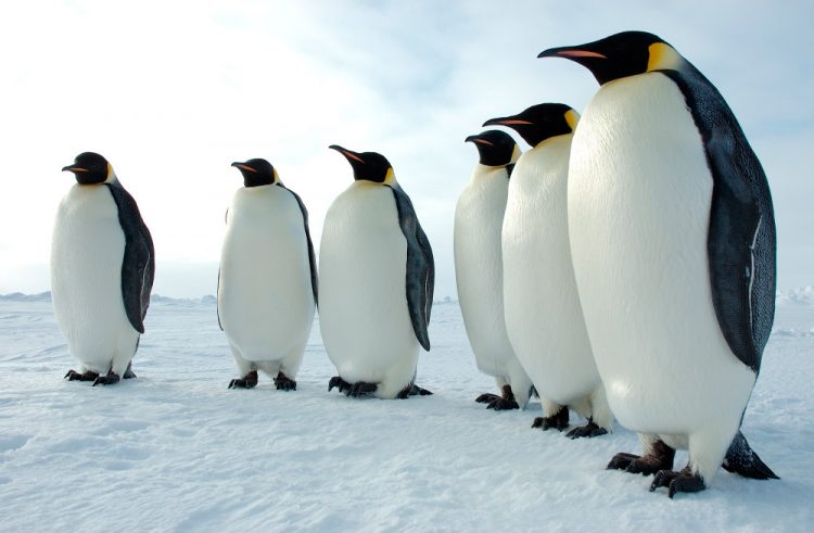 Descubren cuatro colonias desconocidas de pingüinos emperador en la Antártida