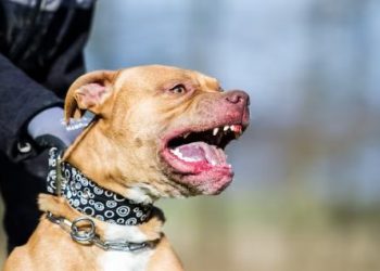 Niño de 8 años es atacado por un perro pitbull en Santo Domingo Norte