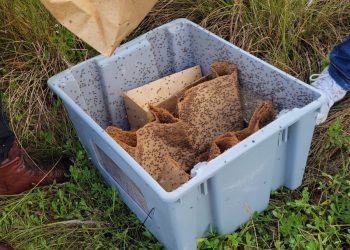 Ministerio de Agricultura informa RD se encamina a erradicación de la mosca del mediterráneo