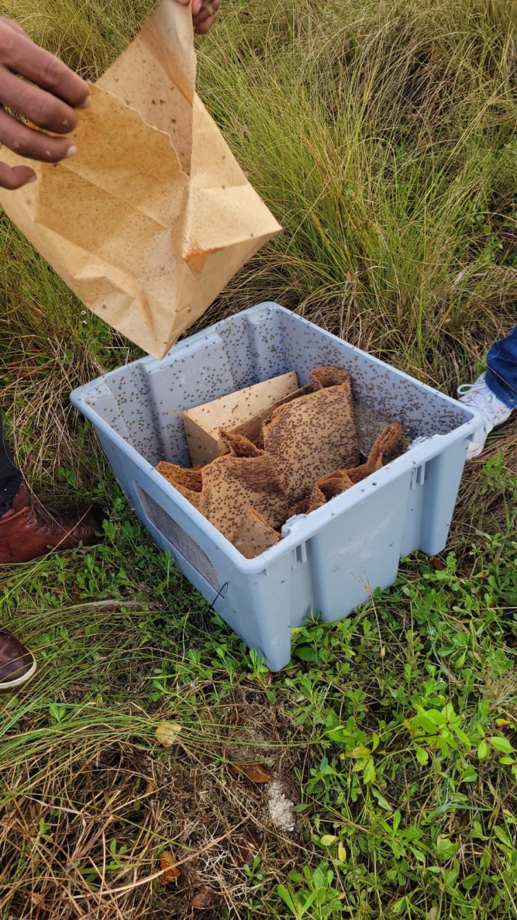 Ministerio de Agricultura informa RD se encamina a erradicación de la mosca del mediterráneo