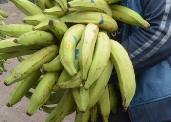 Presidente Abinader crea Comisión Dominicana del Plátano