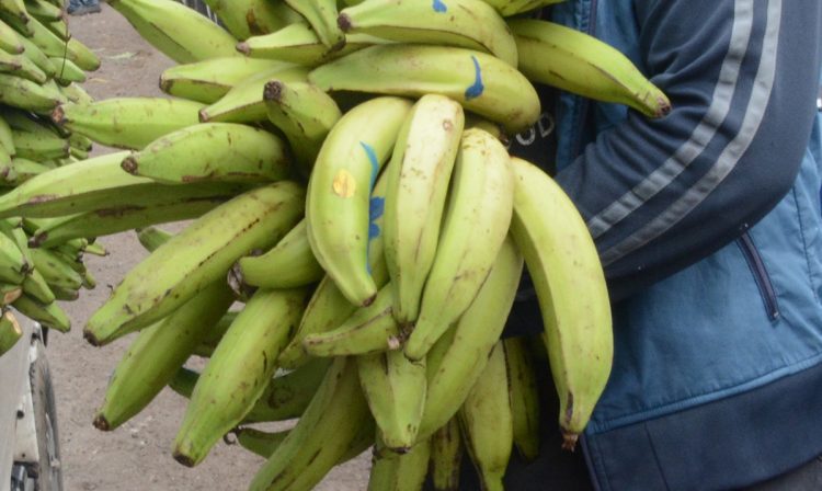 Presidente Abinader crea Comisión Dominicana del Plátano