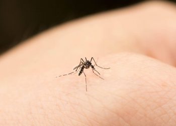 Razones por las que los mosquitos pican a unos más que a otros